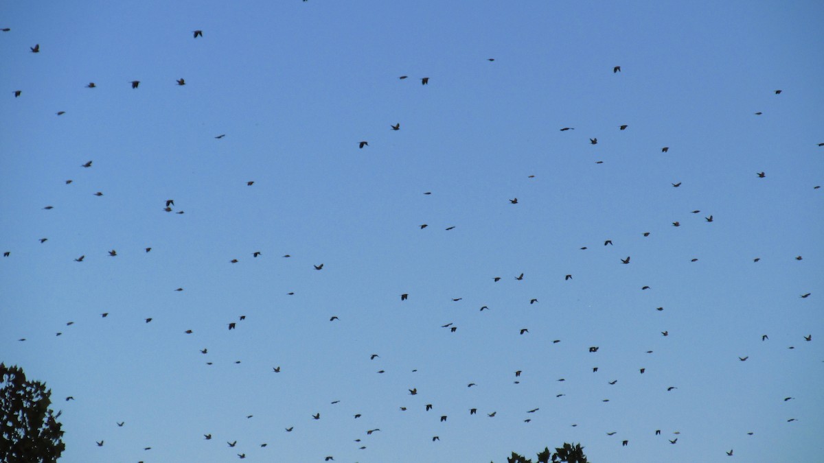 Common Grackle - ML625217822
