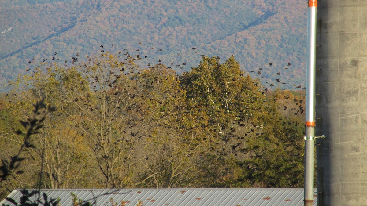 Common Grackle - ML625217826