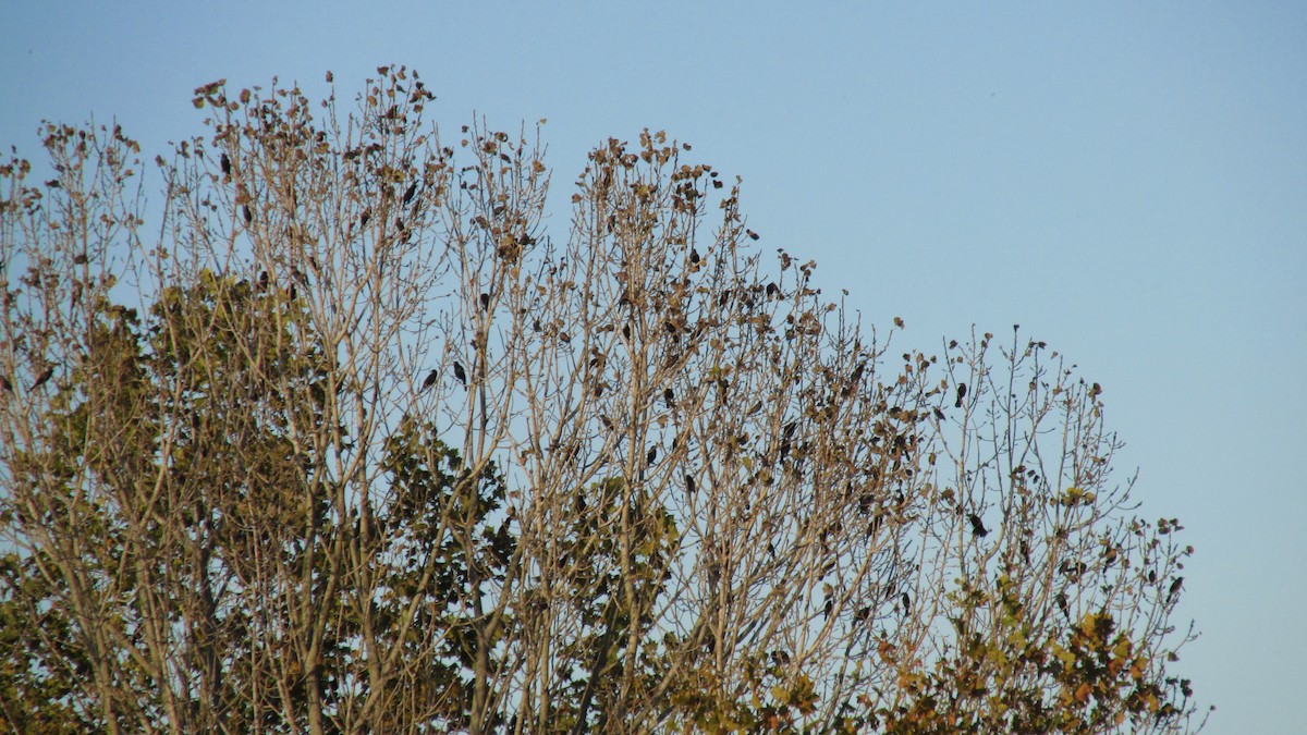 Common Grackle - ML625217827