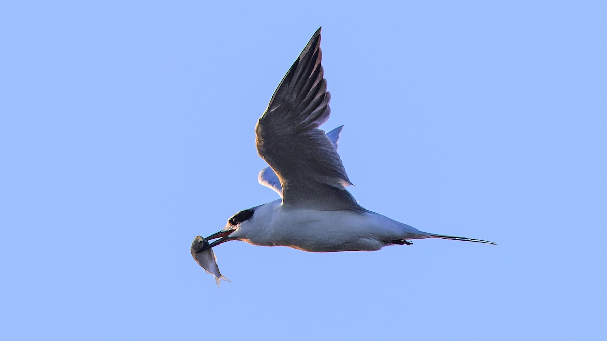 Forster's Tern - ML625218010