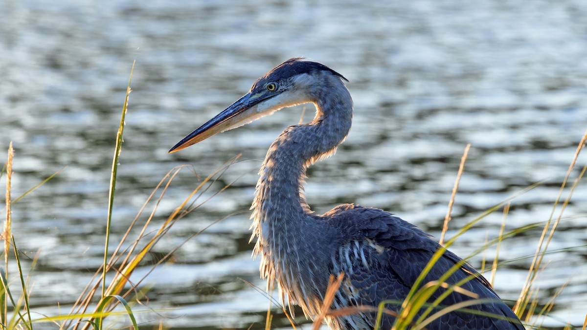 Great Blue Heron - ML625218021