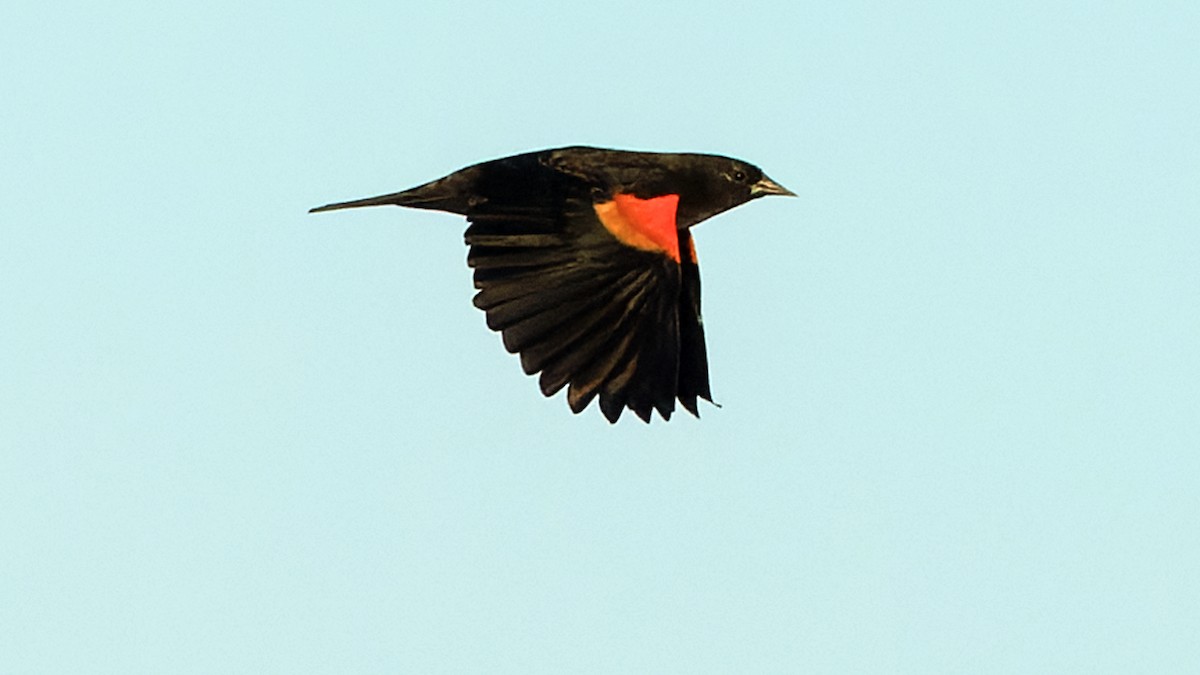 Red-winged Blackbird - ML625218040