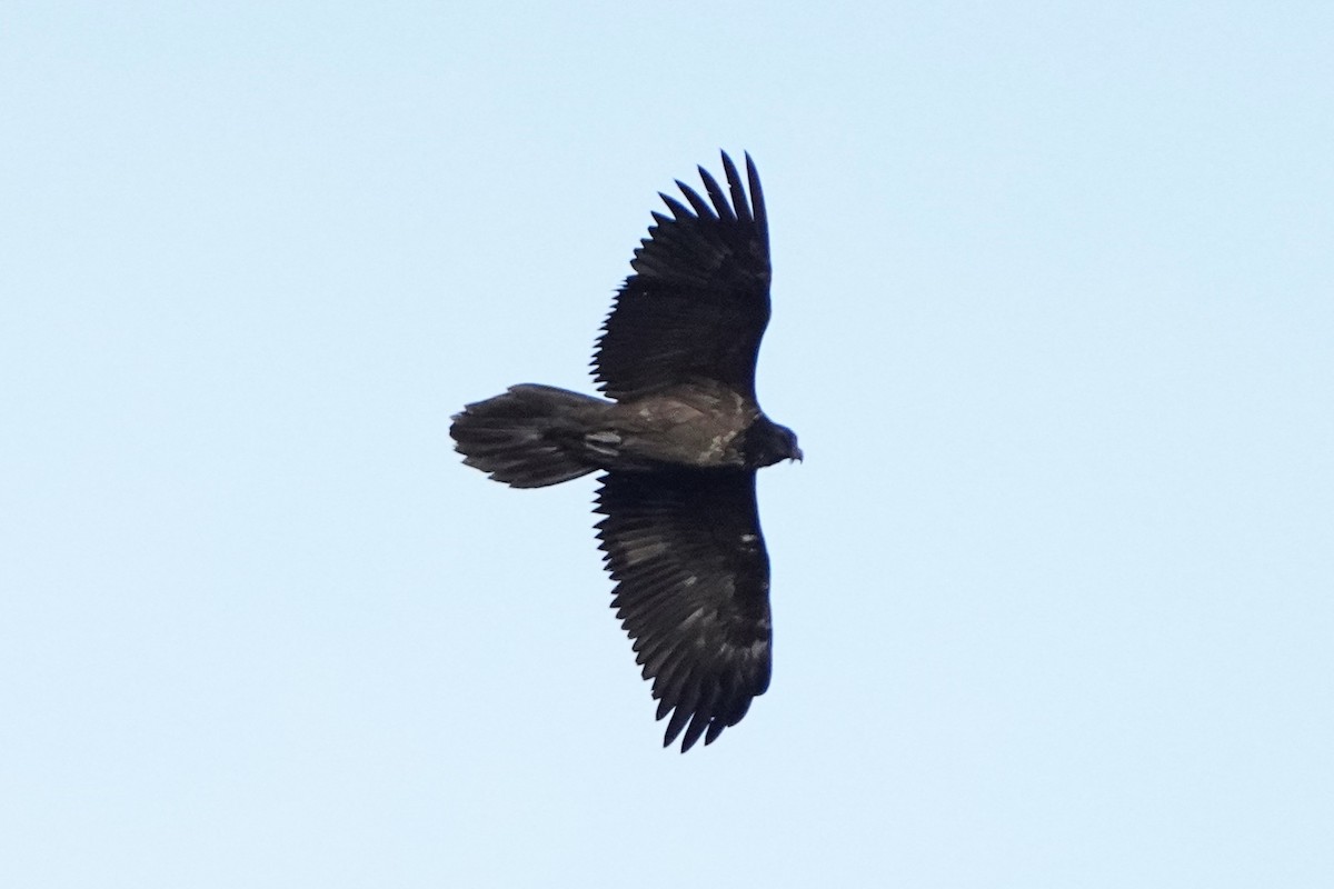 Bearded Vulture - ML625218076