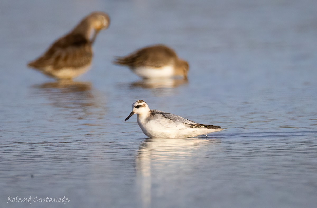 Улаан сэлээхэй - ML625218230