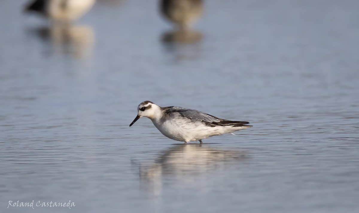 Улаан сэлээхэй - ML625218232