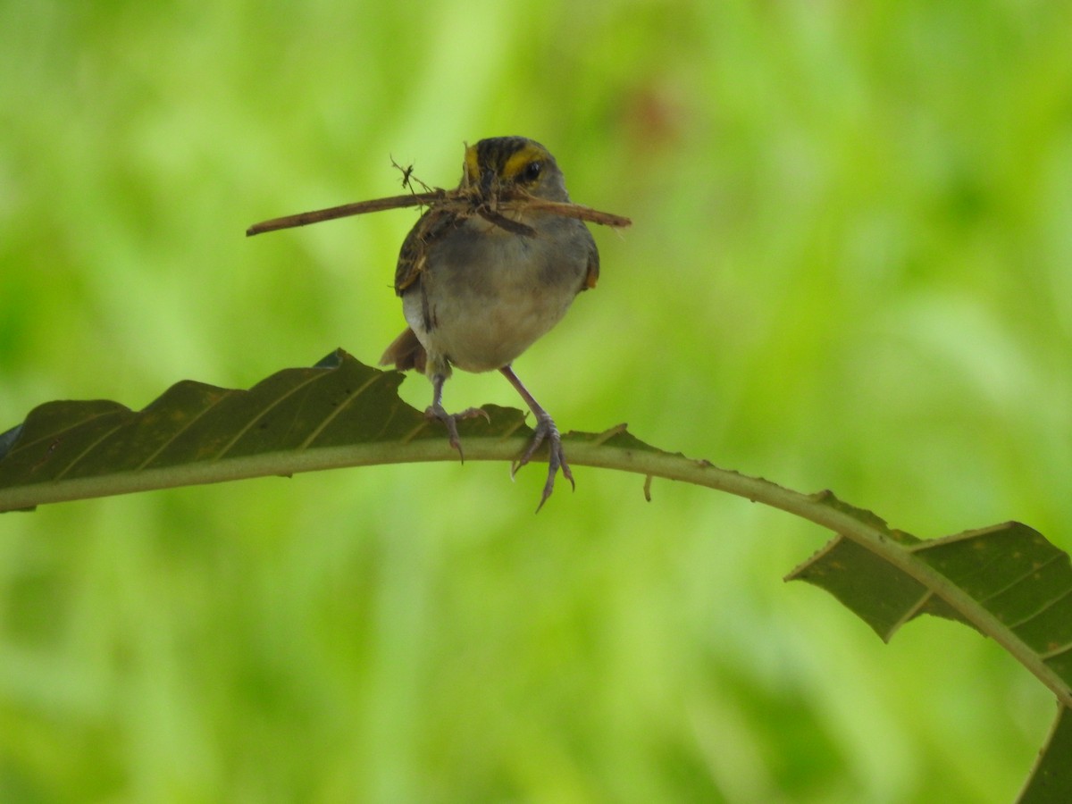 Yellow-browed Sparrow - ML625218275