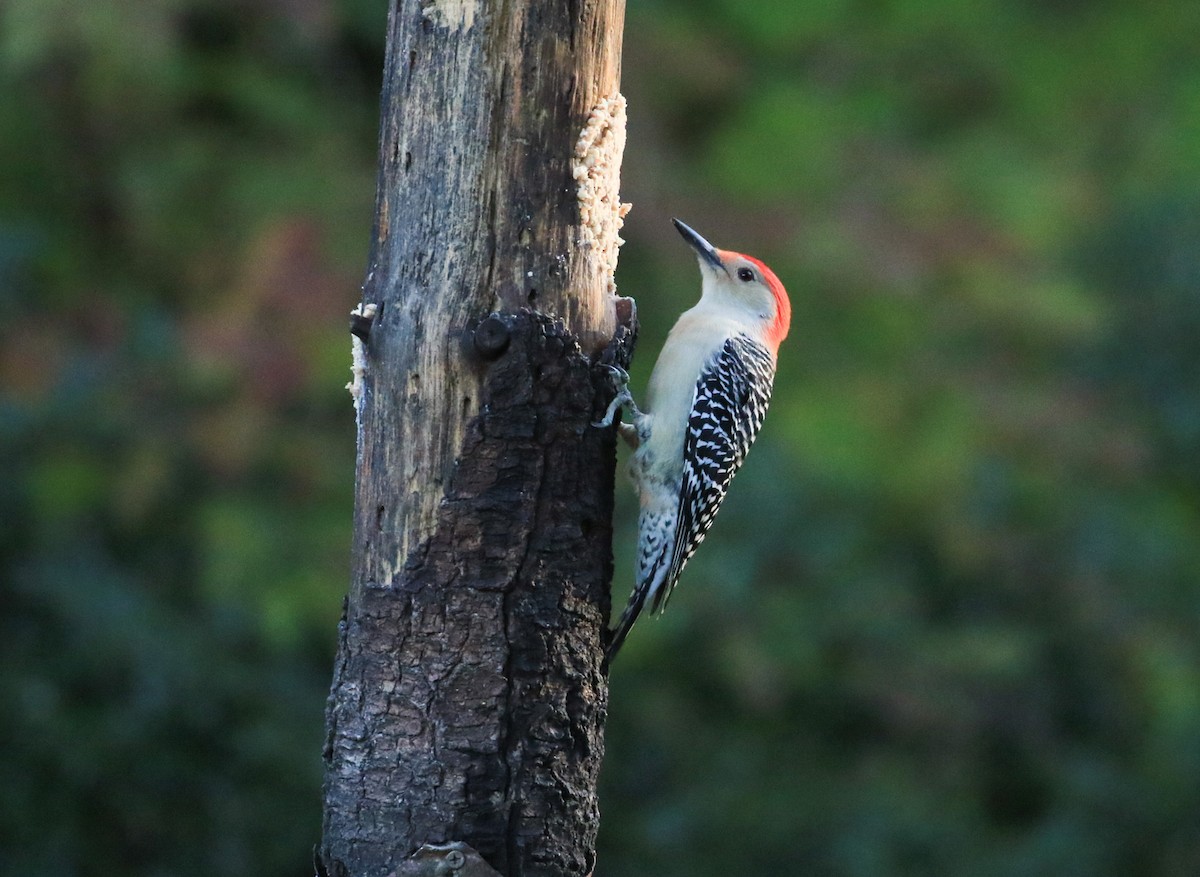 Red-bellied Woodpecker - ML625218388