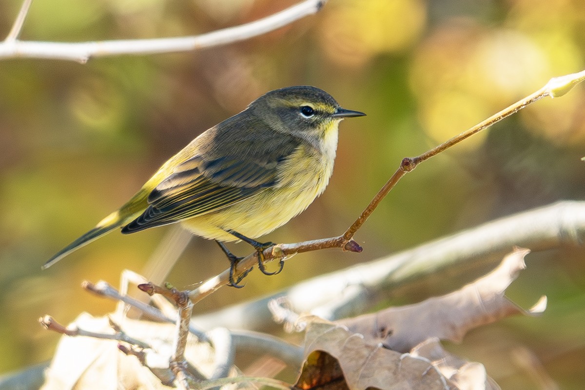 Palm Warbler - ML625218445