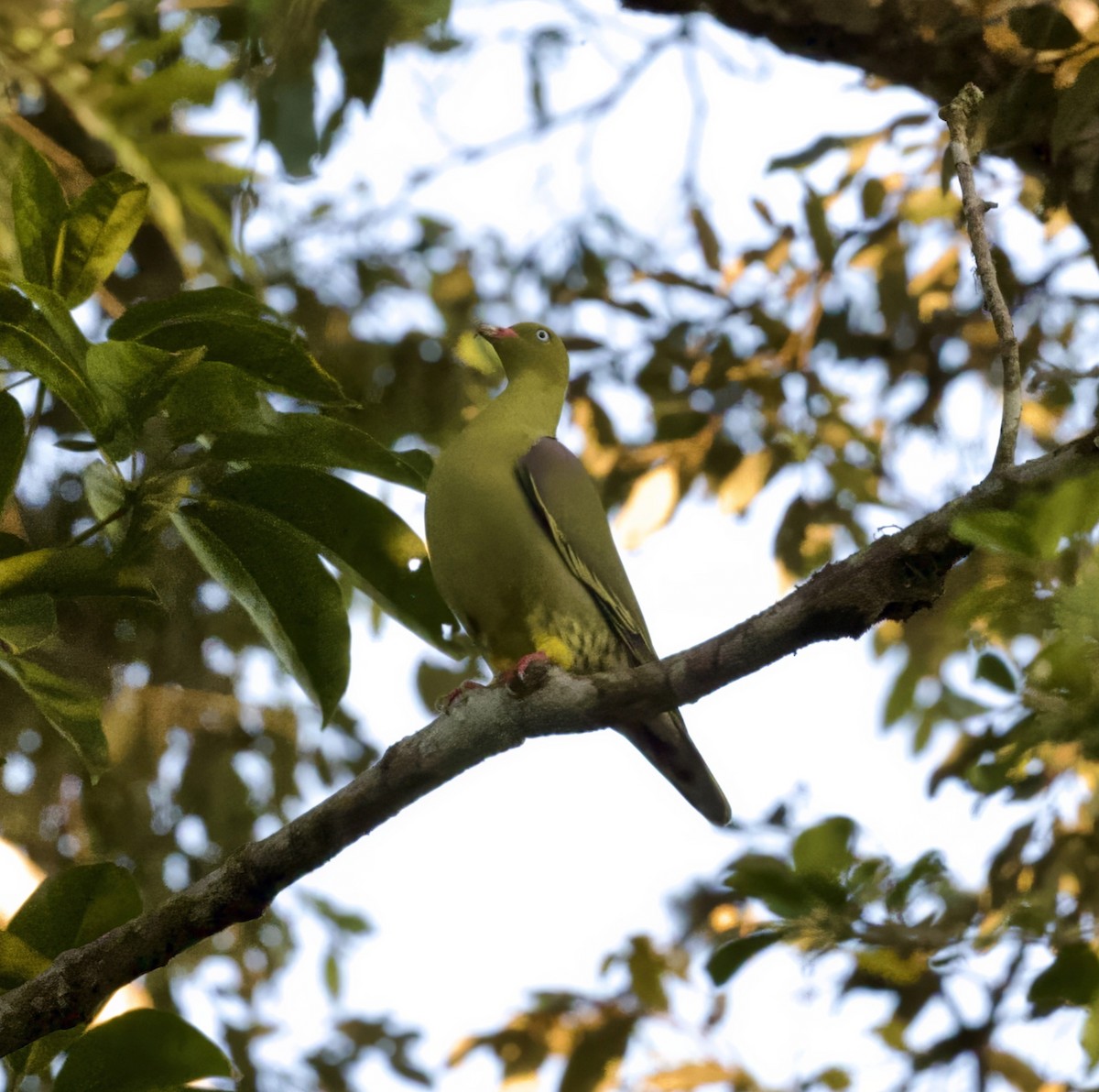 African Green-Pigeon - ML625218459