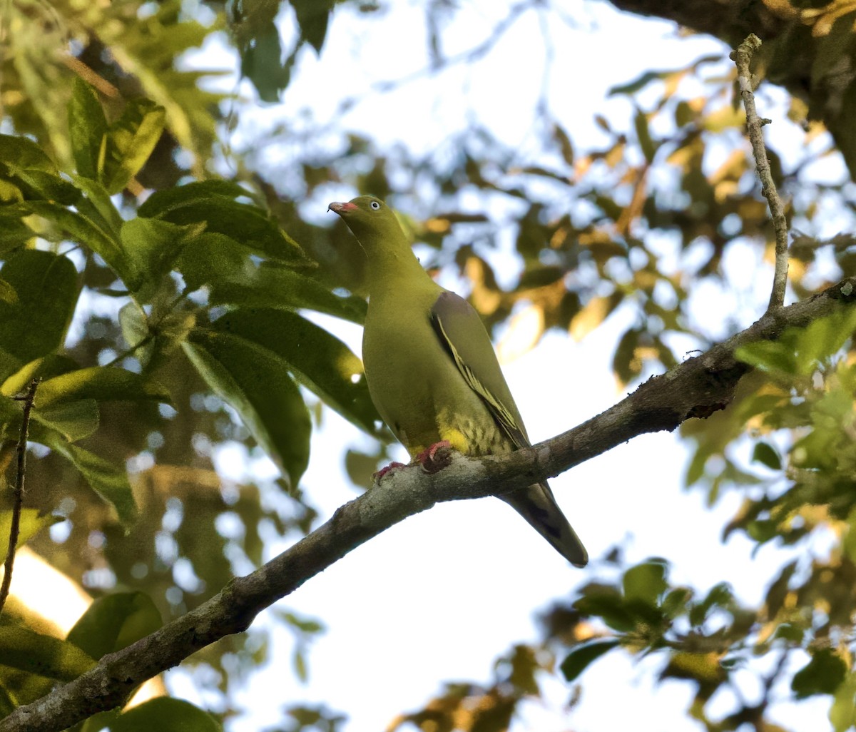 African Green-Pigeon - ML625218460