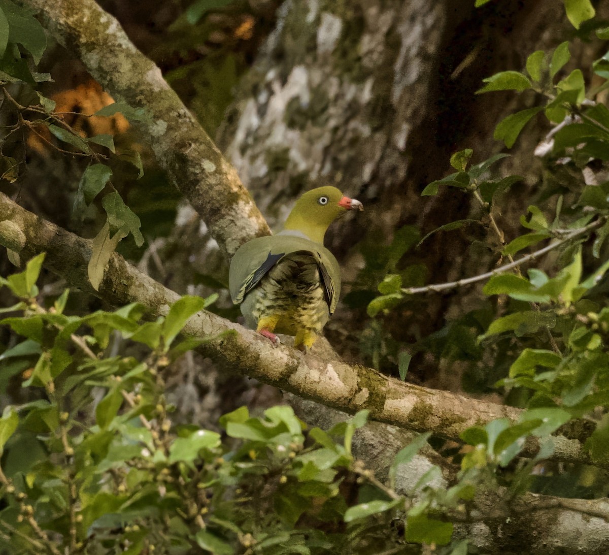 African Green-Pigeon - ML625218461