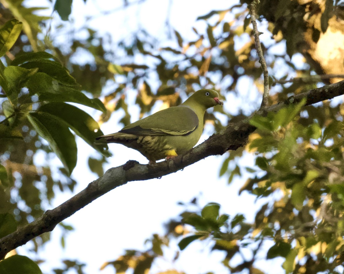 African Green-Pigeon - ML625218462