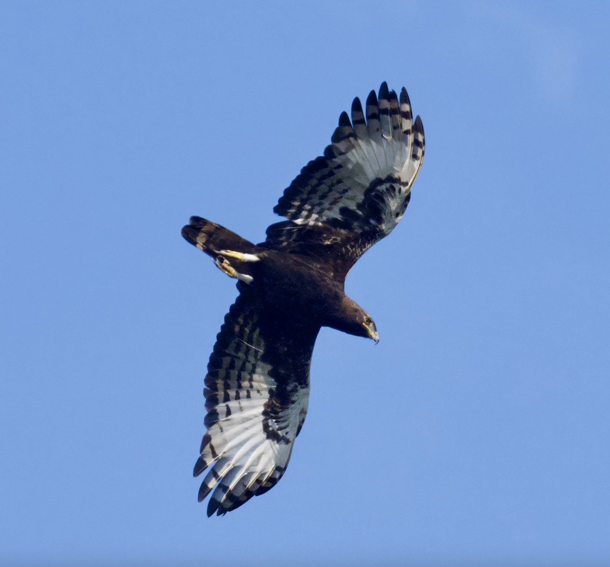 Long-crested Eagle - ML625218481