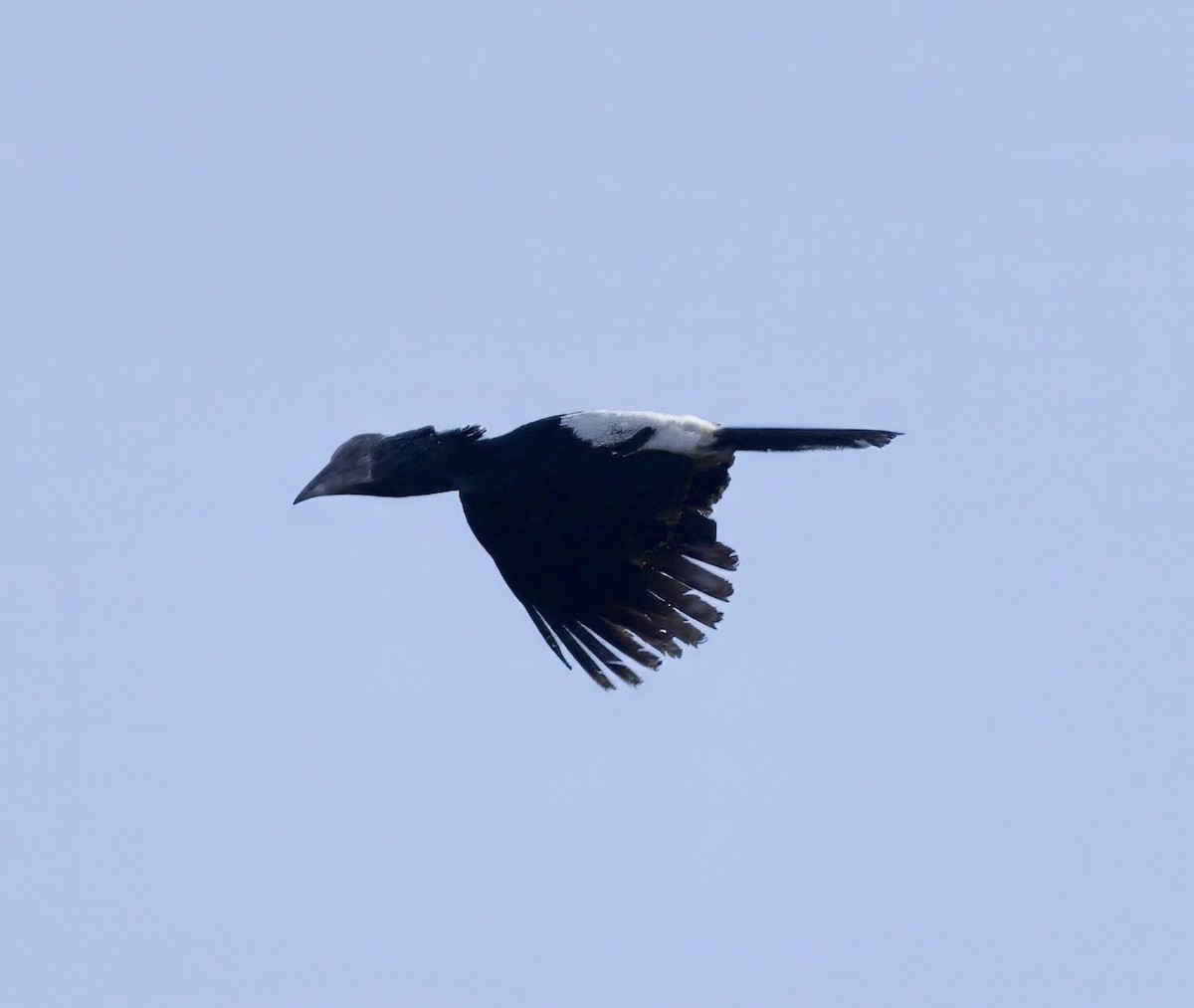 Trumpeter Hornbill - ML625218496