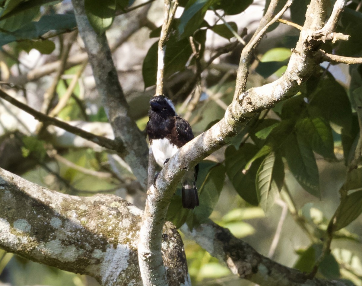 White-eared Barbet - ML625218507