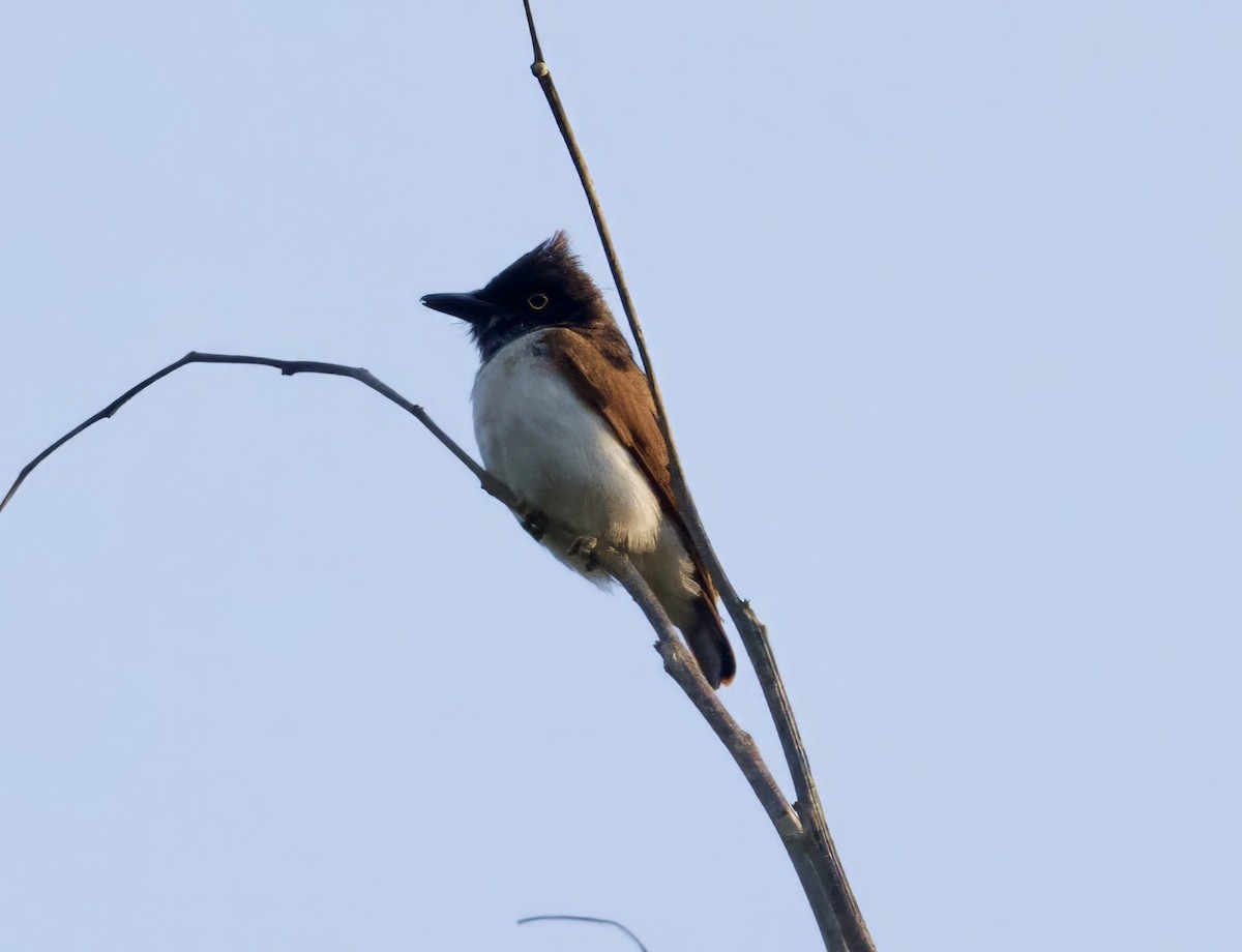 Black-and-white Shrike-flycatcher - ML625218518