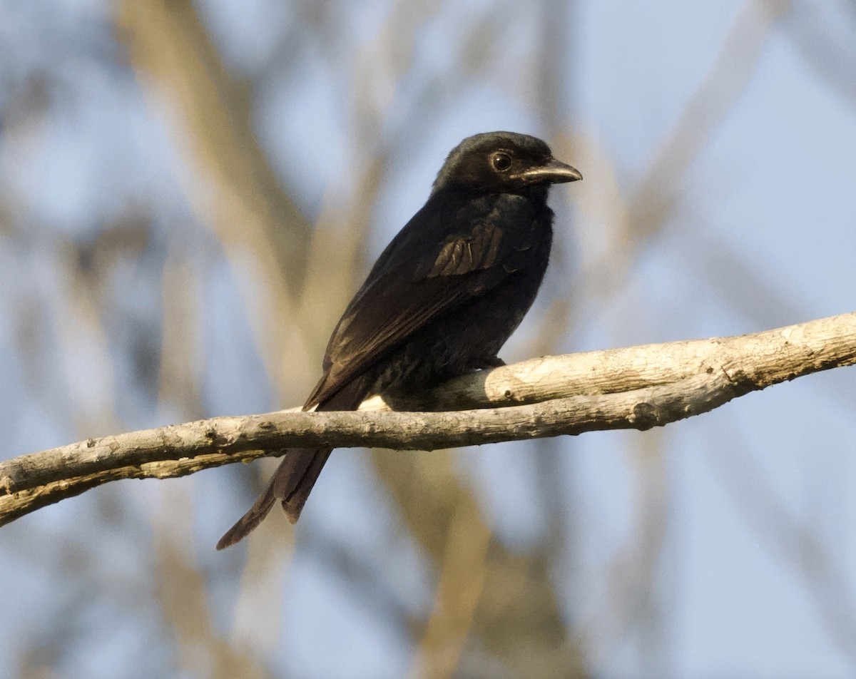 Fork-tailed Drongo - ML625218536