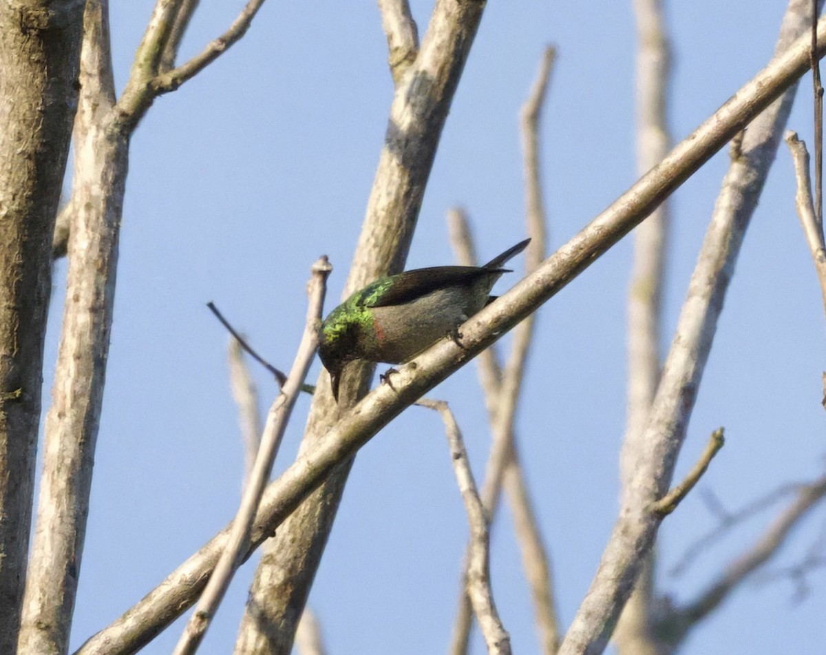 Banded Sunbird - ML625218559