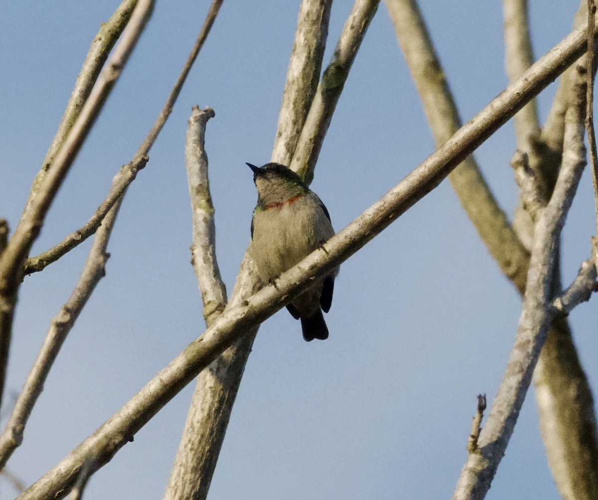 Banded Sunbird - ML625218560