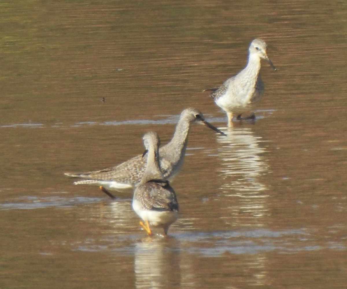 Lesser/Greater Yellowlegs - ML625218579