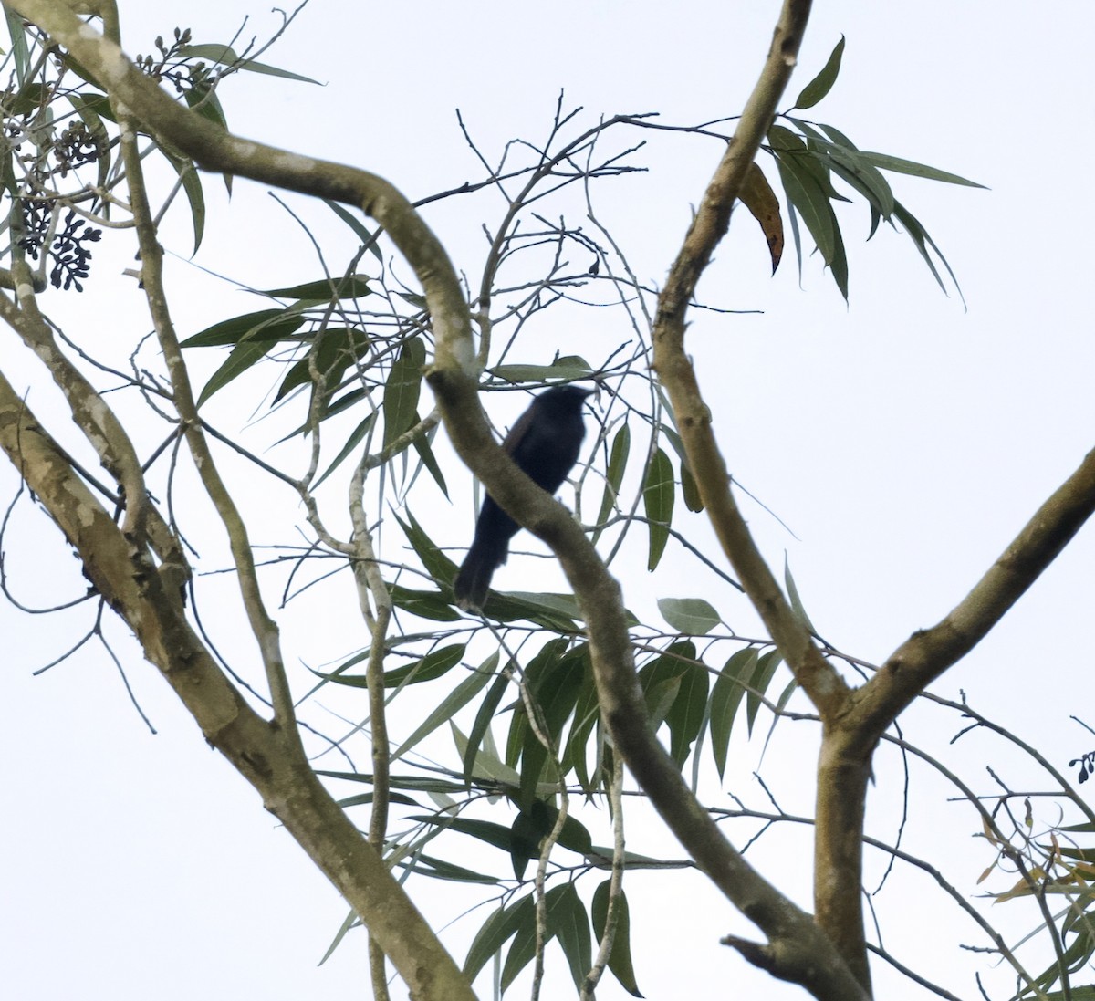 Kenrick's Starling - ML625218582