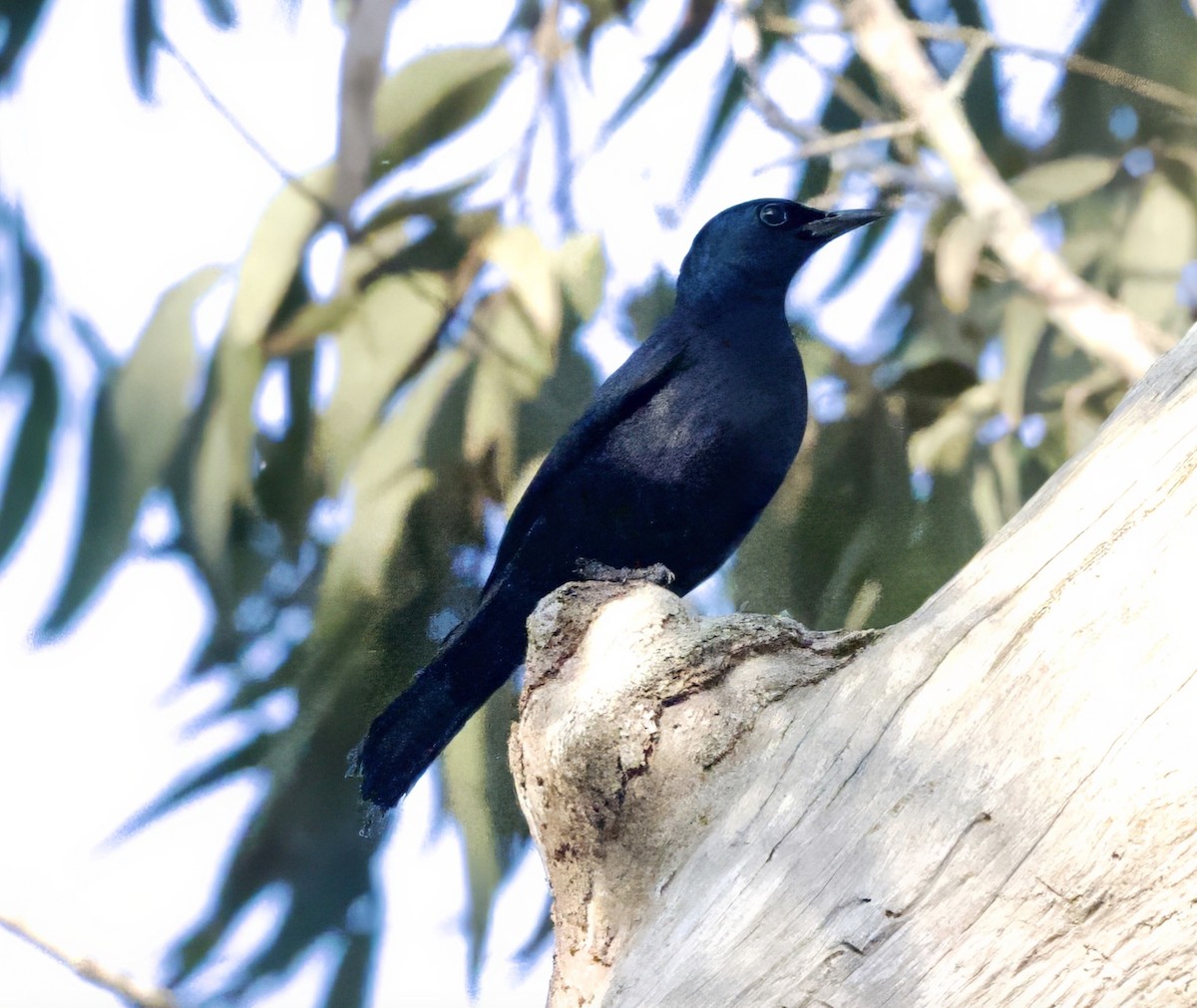 Waller's Starling (Waller's) - ML625218583