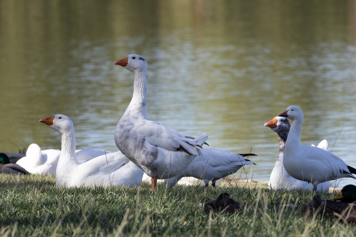 Graylag Goose (Domestic type) - Dr W