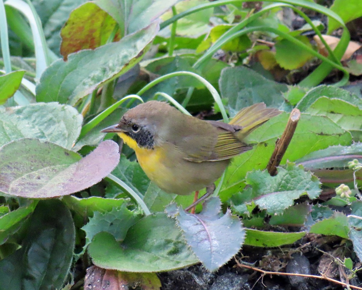 Common Yellowthroat - ML625218622