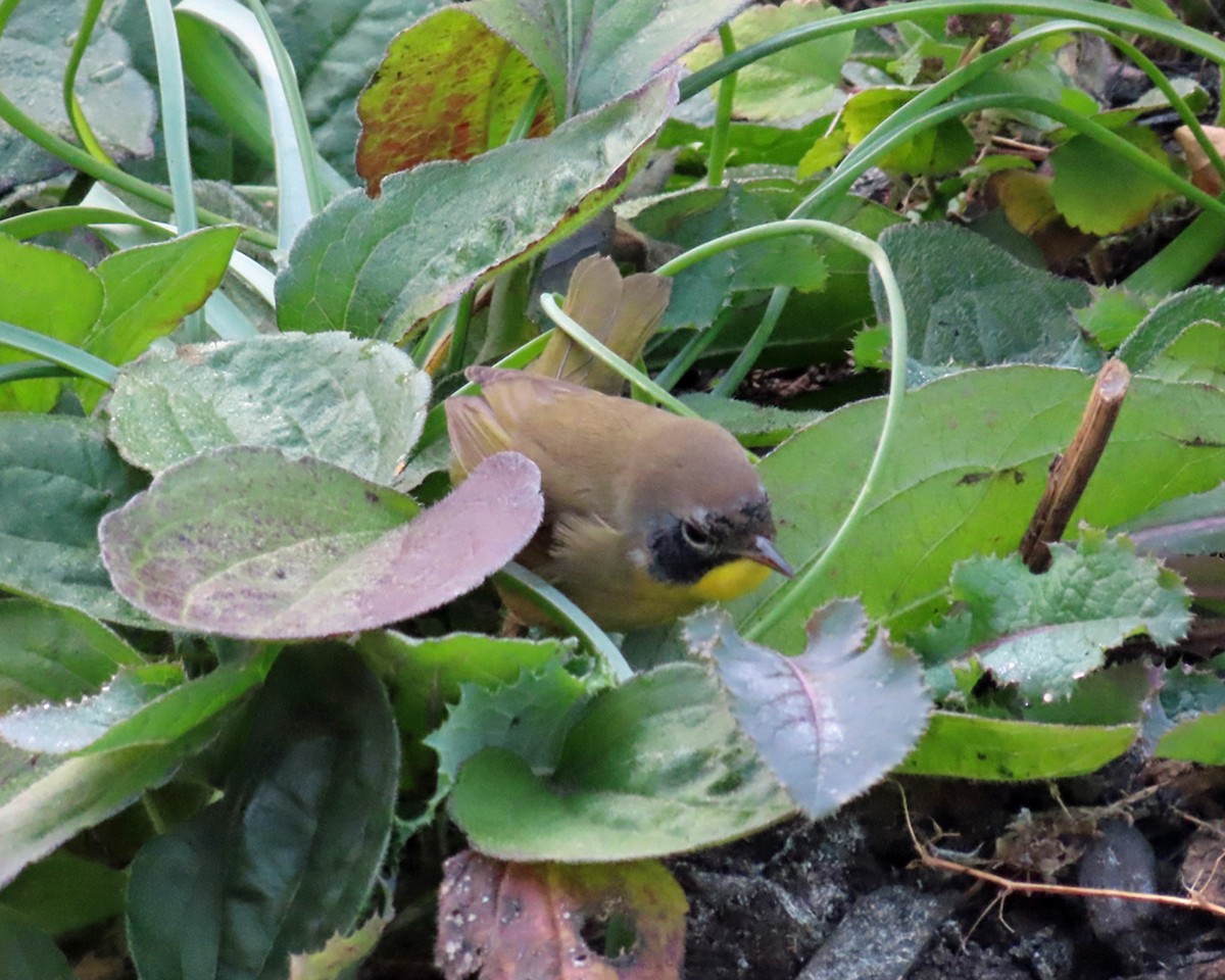 Common Yellowthroat - ML625218623
