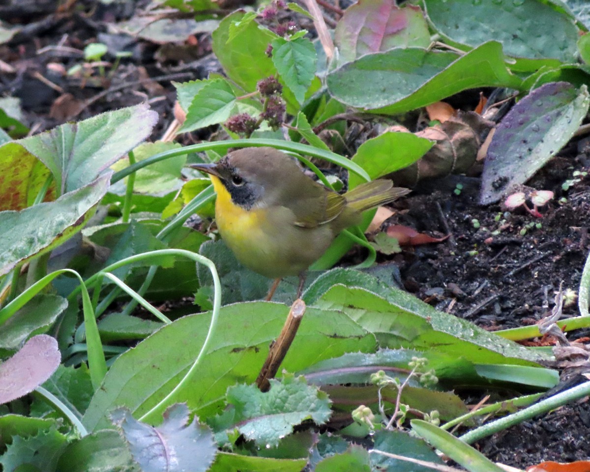 Common Yellowthroat - ML625218624