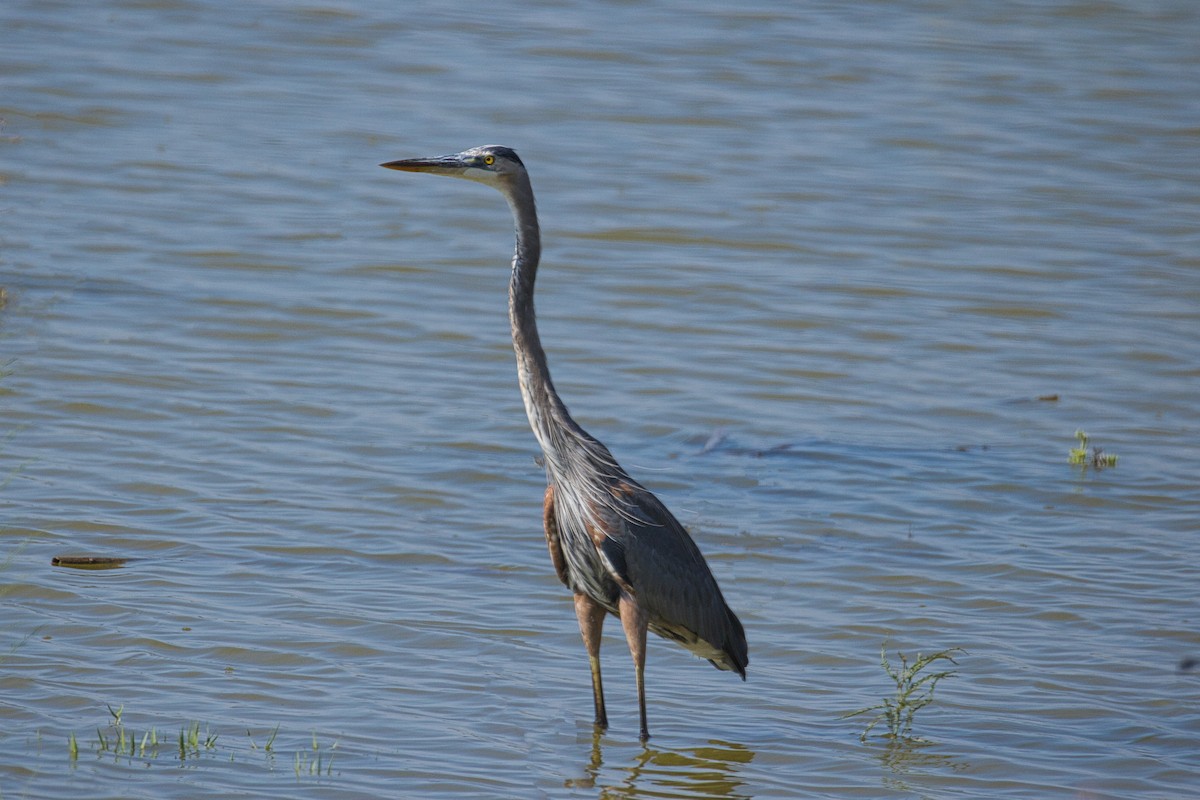 Great Blue Heron - ML625218728
