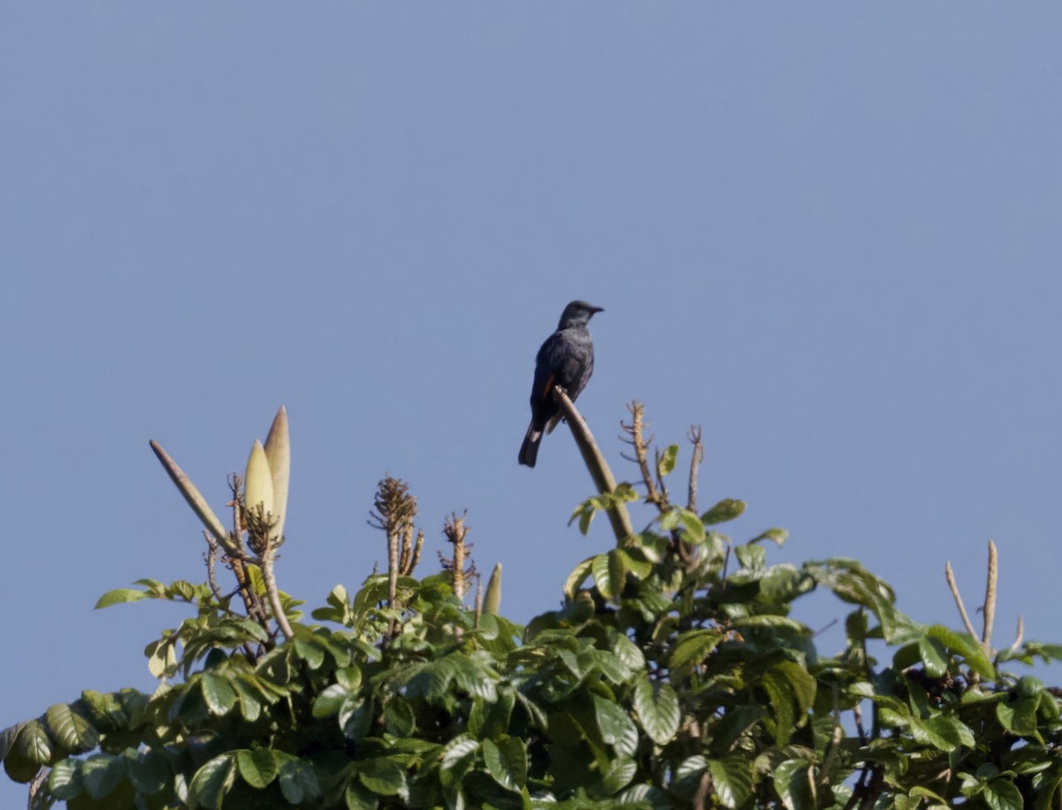 Kenrick's Starling - ML625218806