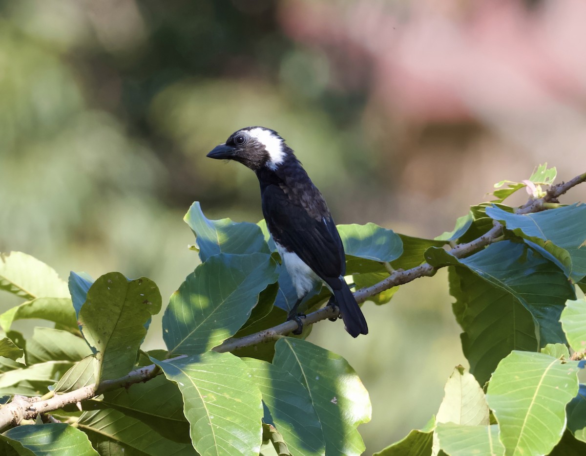 White-eared Barbet - ML625218847