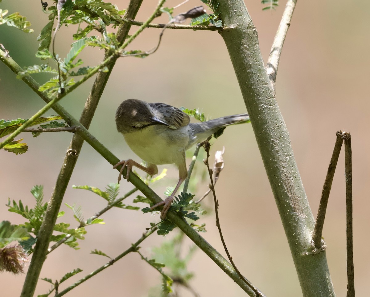 Coastal Cisticola - ML625218861