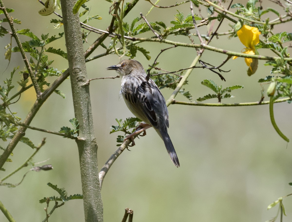 Coastal Cisticola - ML625218863