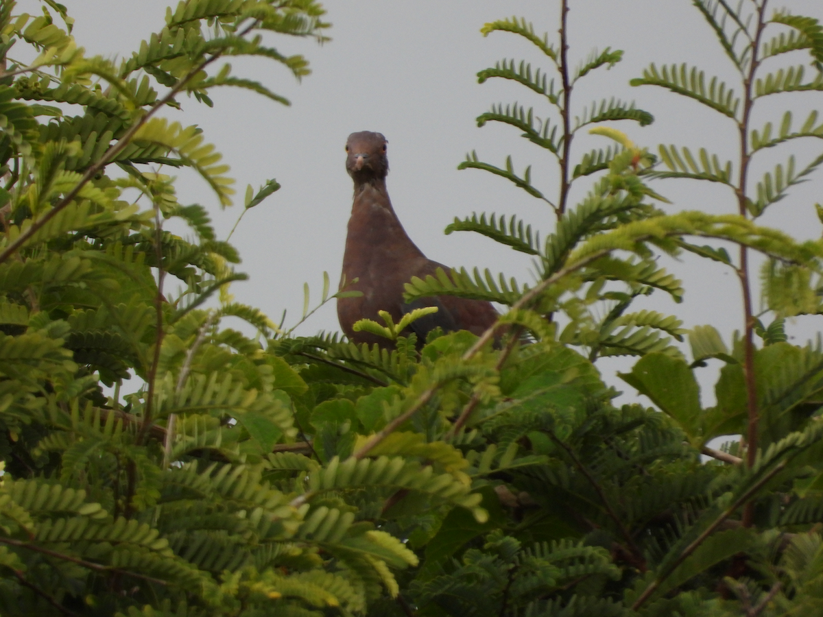 Red-billed Pigeon - ML625219067