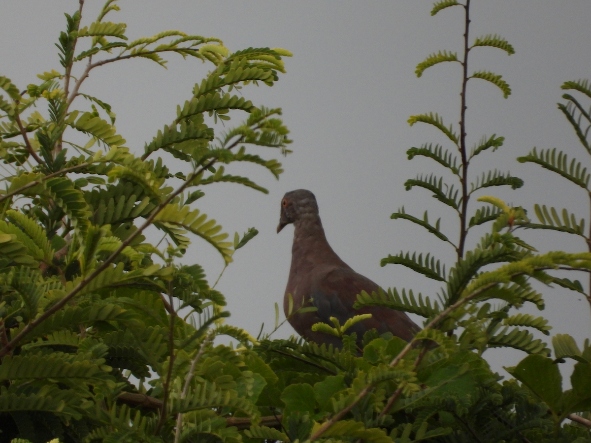 Red-billed Pigeon - ML625219068