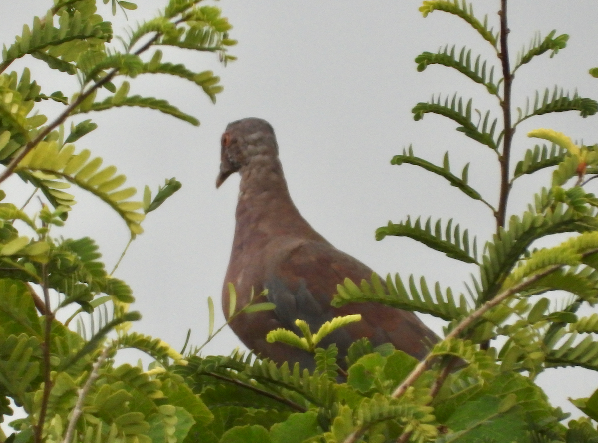 Red-billed Pigeon - Helen Butts