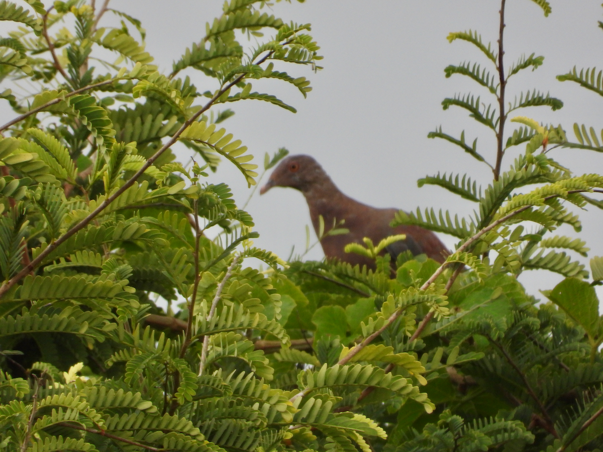 Red-billed Pigeon - ML625219070