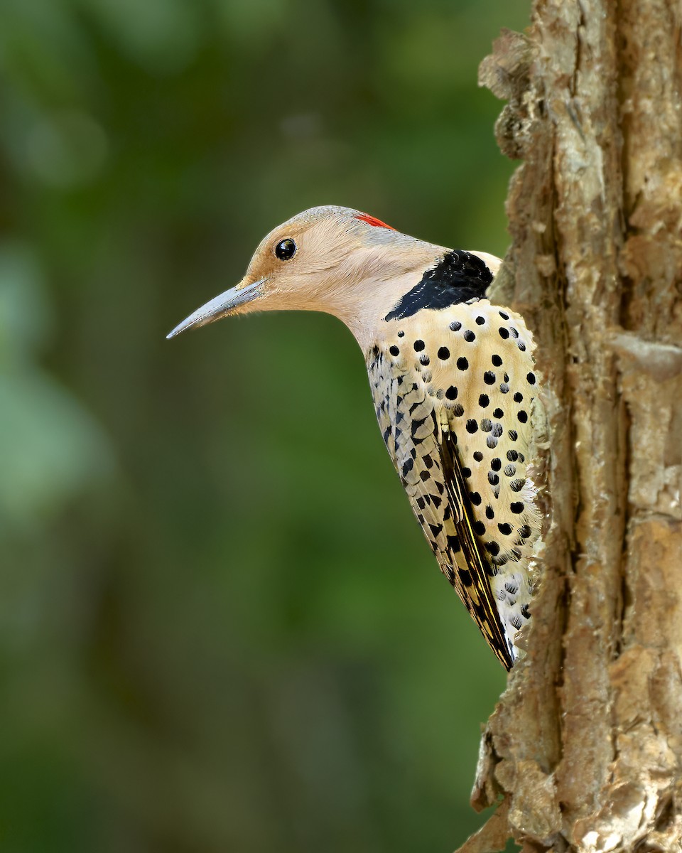 Northern Flicker - ML625219158