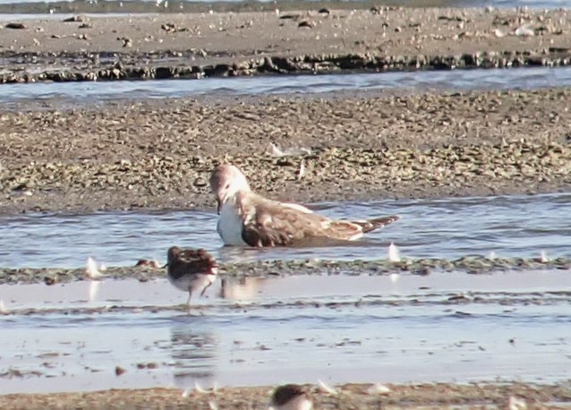 Mouette de Sabine - ML625219172