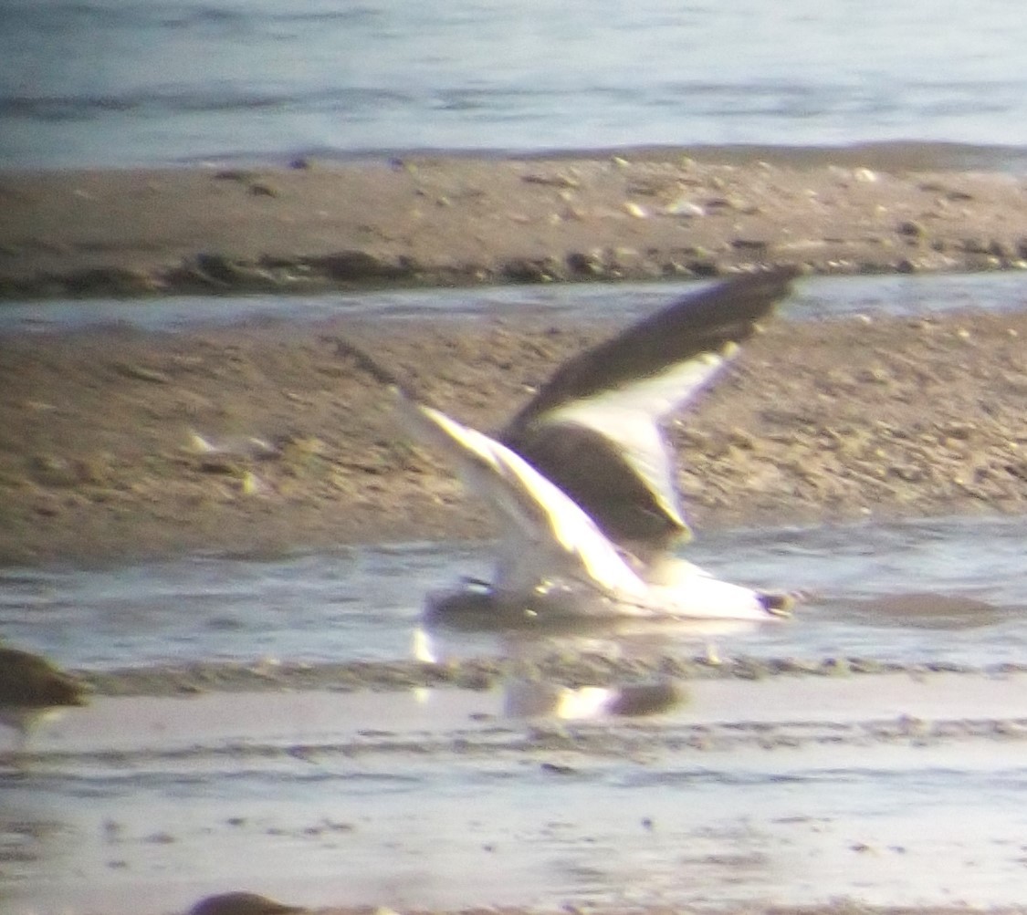 Mouette de Sabine - ML625219174