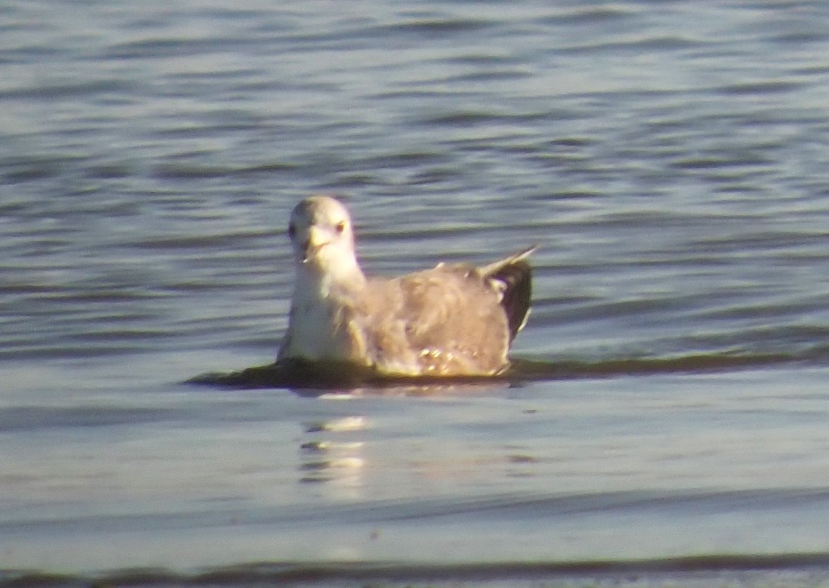 Mouette de Sabine - ML625219175