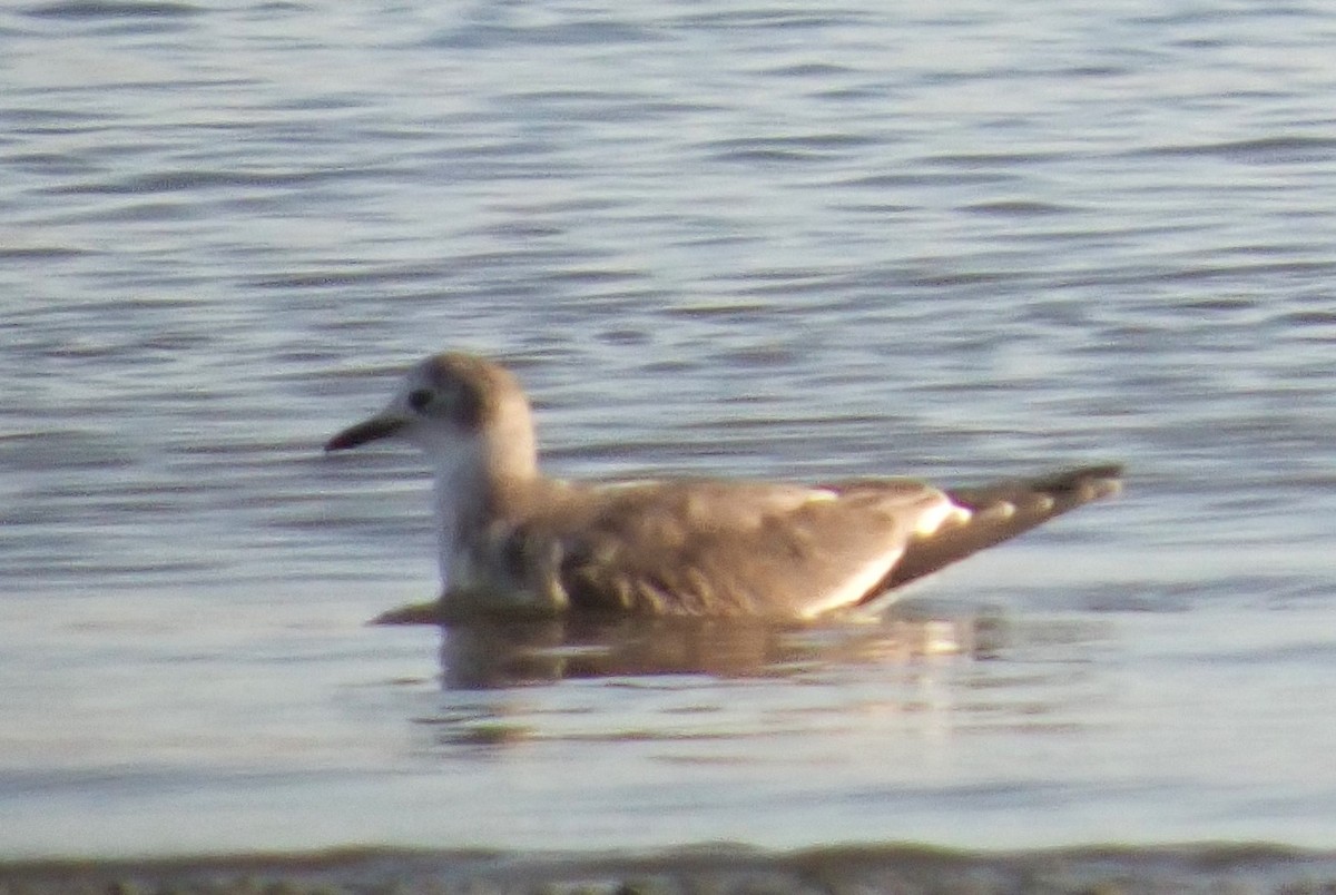 Mouette de Sabine - ML625219176