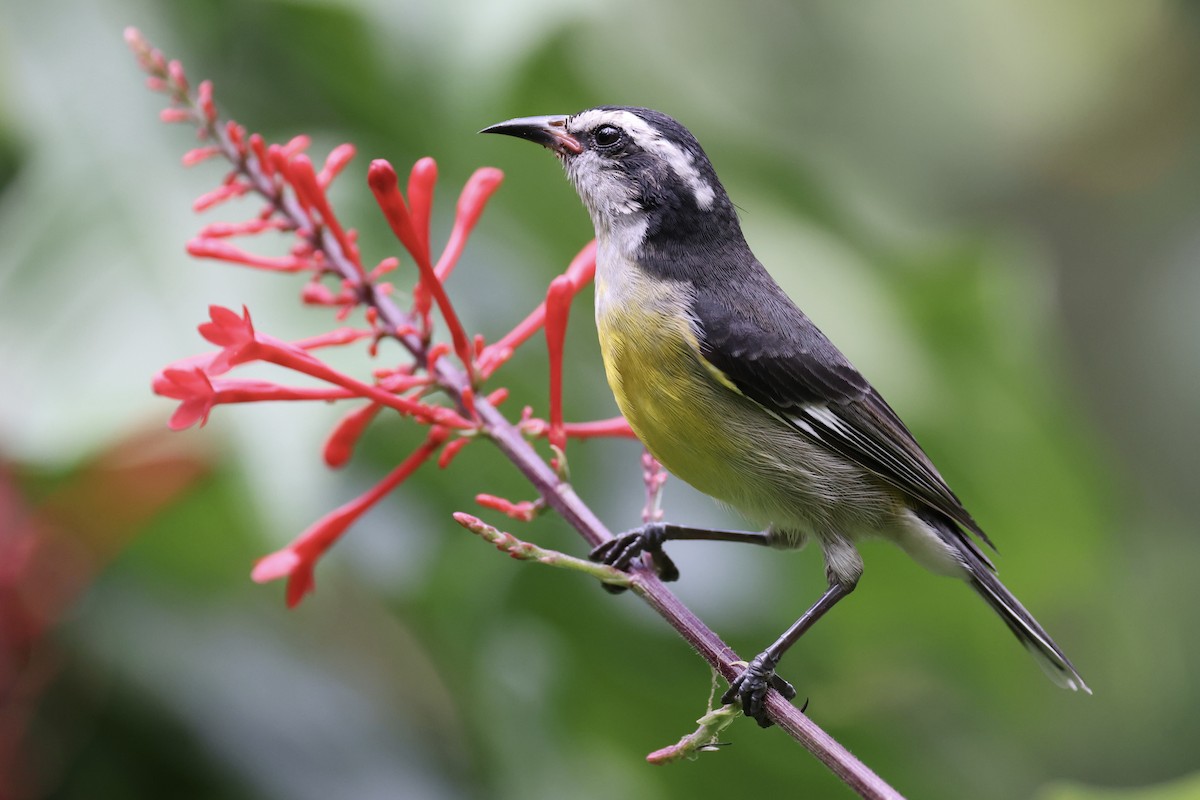 Bananaquit (Bahamas) - ML625219295