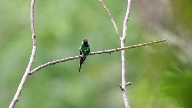 Golden-crowned Emerald - ML625219296