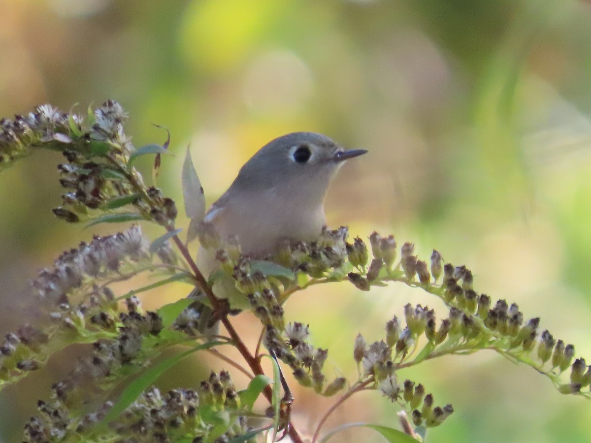 Ruby-crowned Kinglet - ML625219583