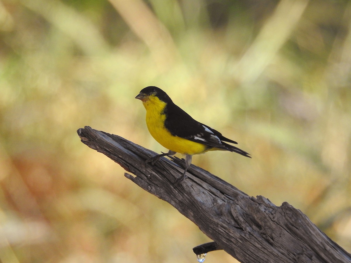 Lesser Goldfinch - ML625219634