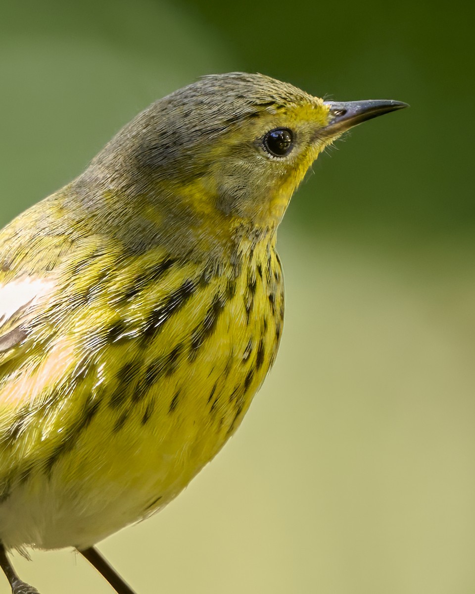 Cape May Warbler - ML625219713