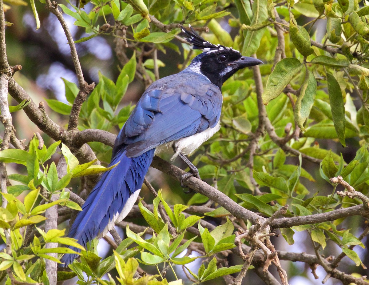 Black-throated Magpie-Jay - ML625219908